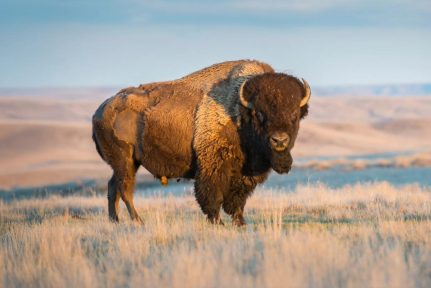 bison